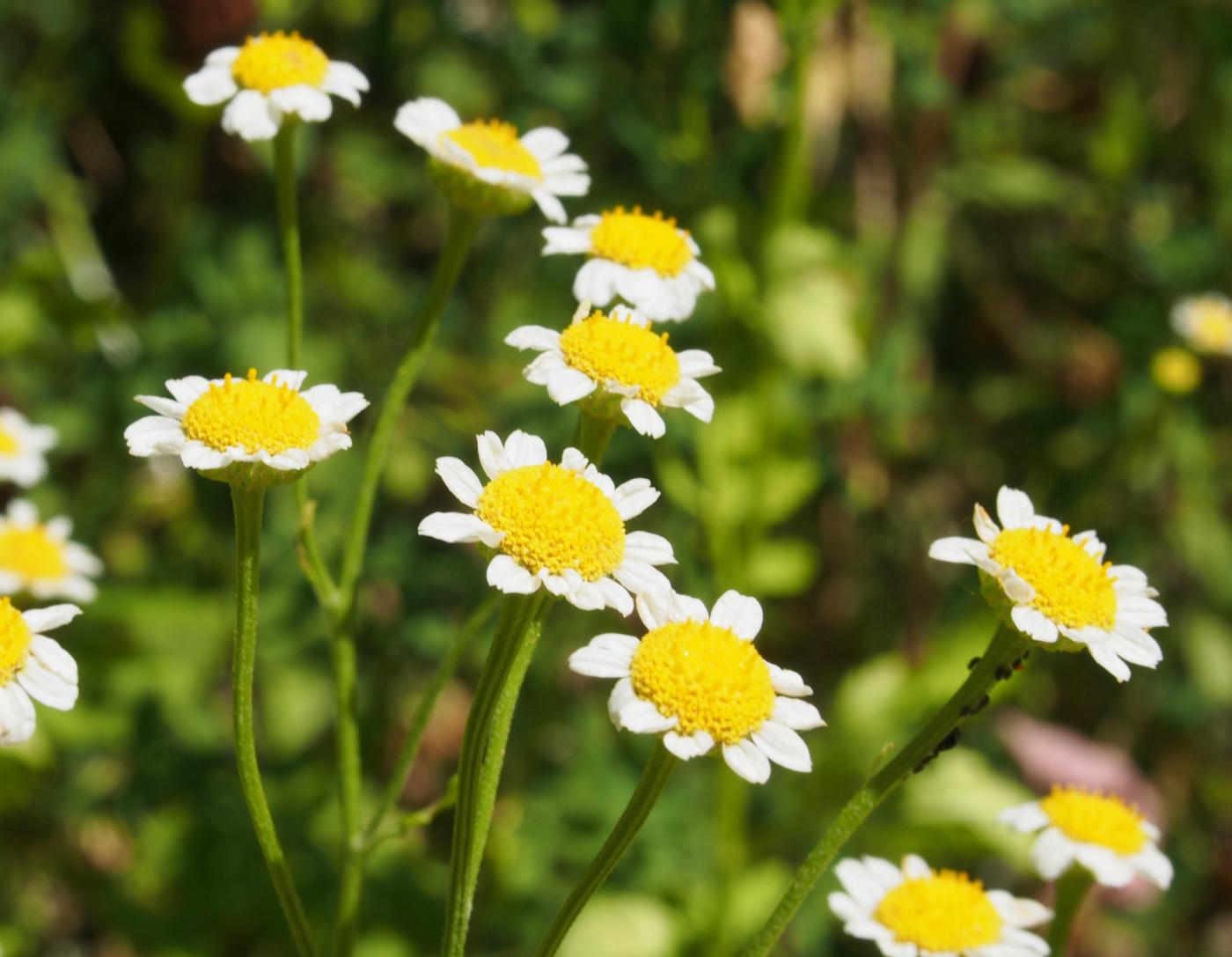 Feverfew flower